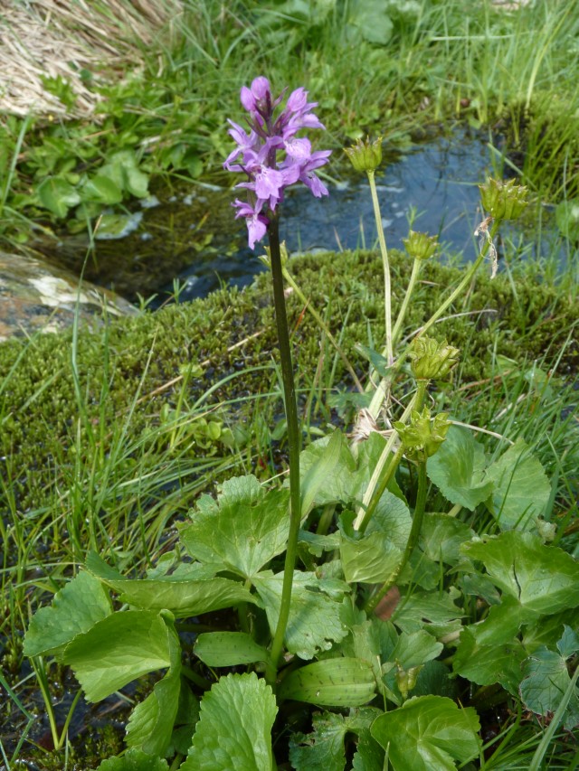 altra Dactlorhiza