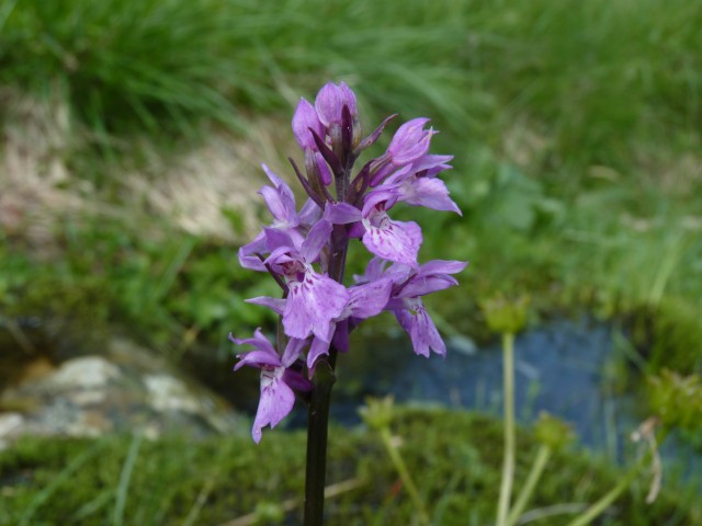 altra Dactlorhiza