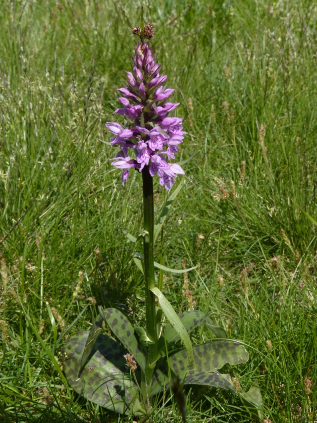 ennesima Dactylorhiza 