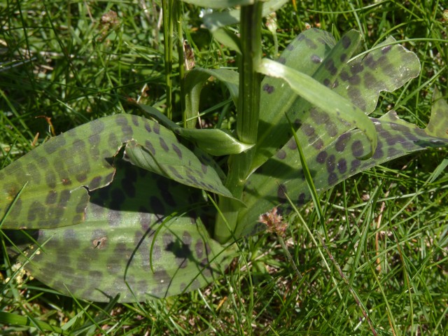 ennesima Dactylorhiza 