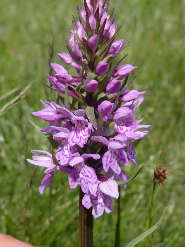 ennesima Dactylorhiza 