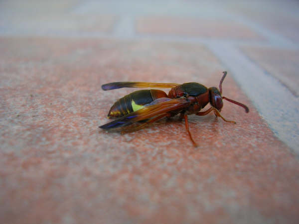 Rhynchium oculatum (Vespidae Eumeninae)