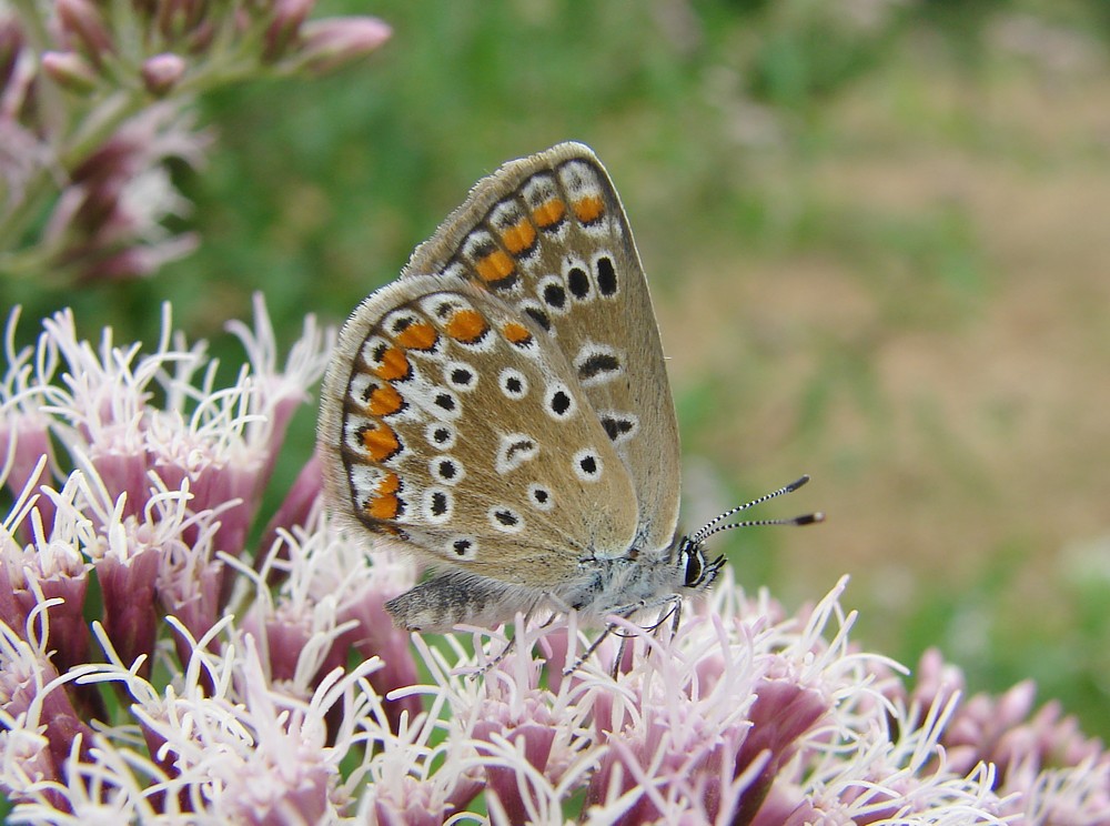 Polyommatus bellargus?