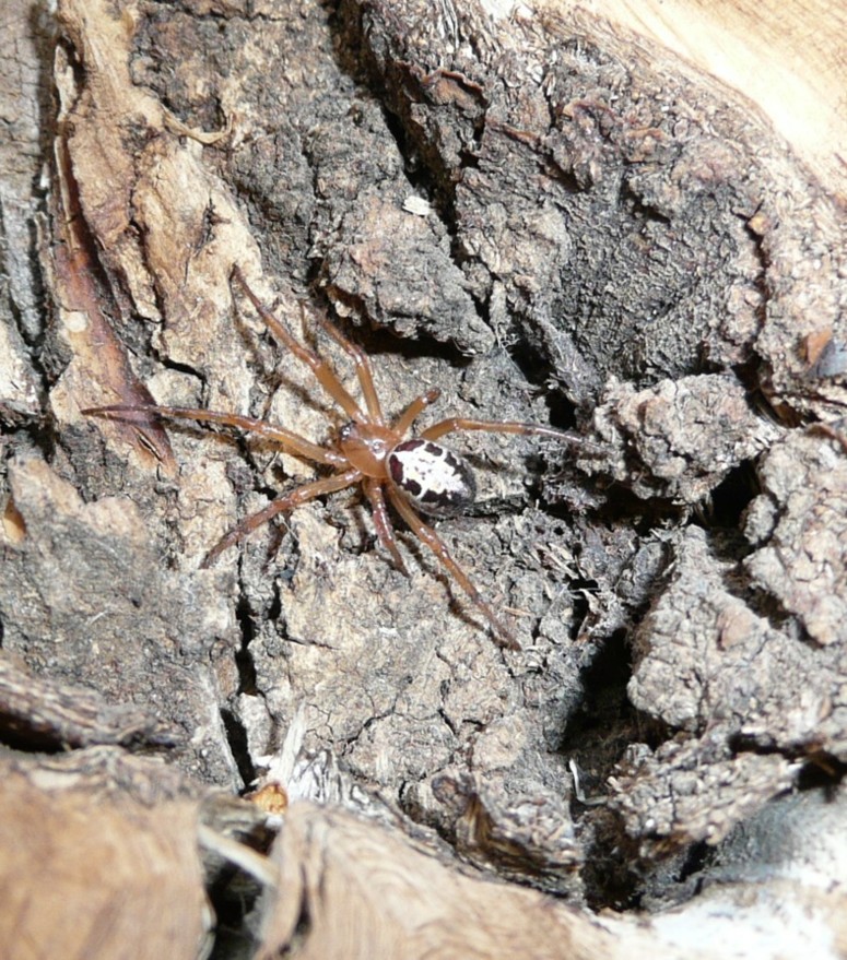 ragno a spasso: Steatoda nobilis