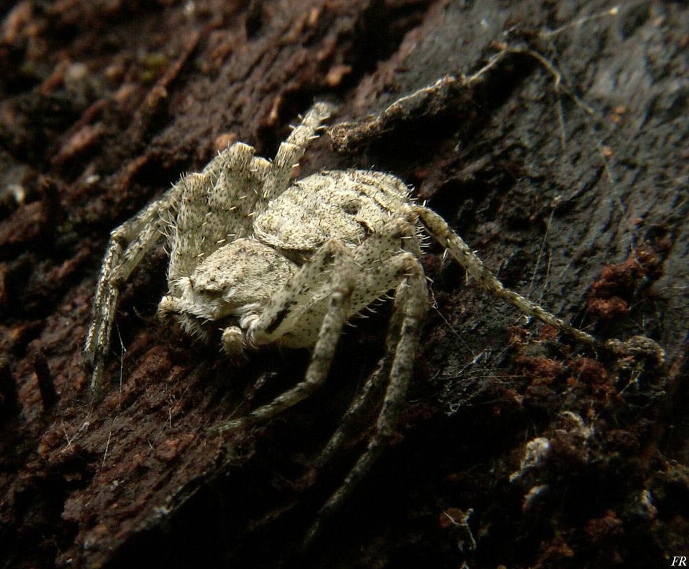 Philodromus sp.