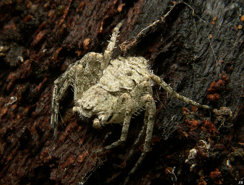 Philodromus sp.