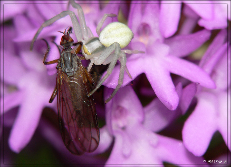 Thomiside con preda (Crab spider + bee)