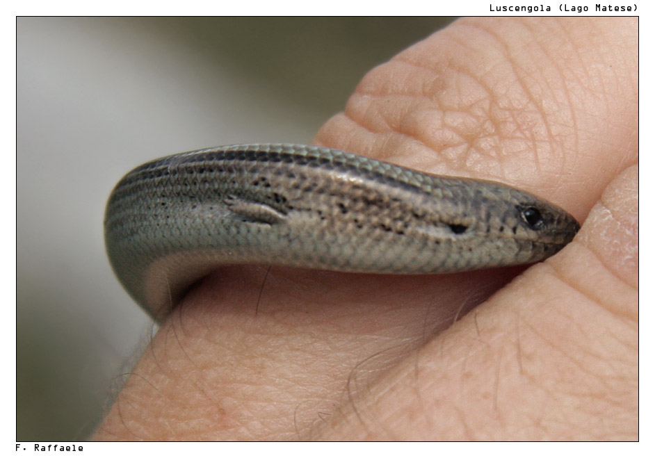 Luscengola (Chalcides chalcides)