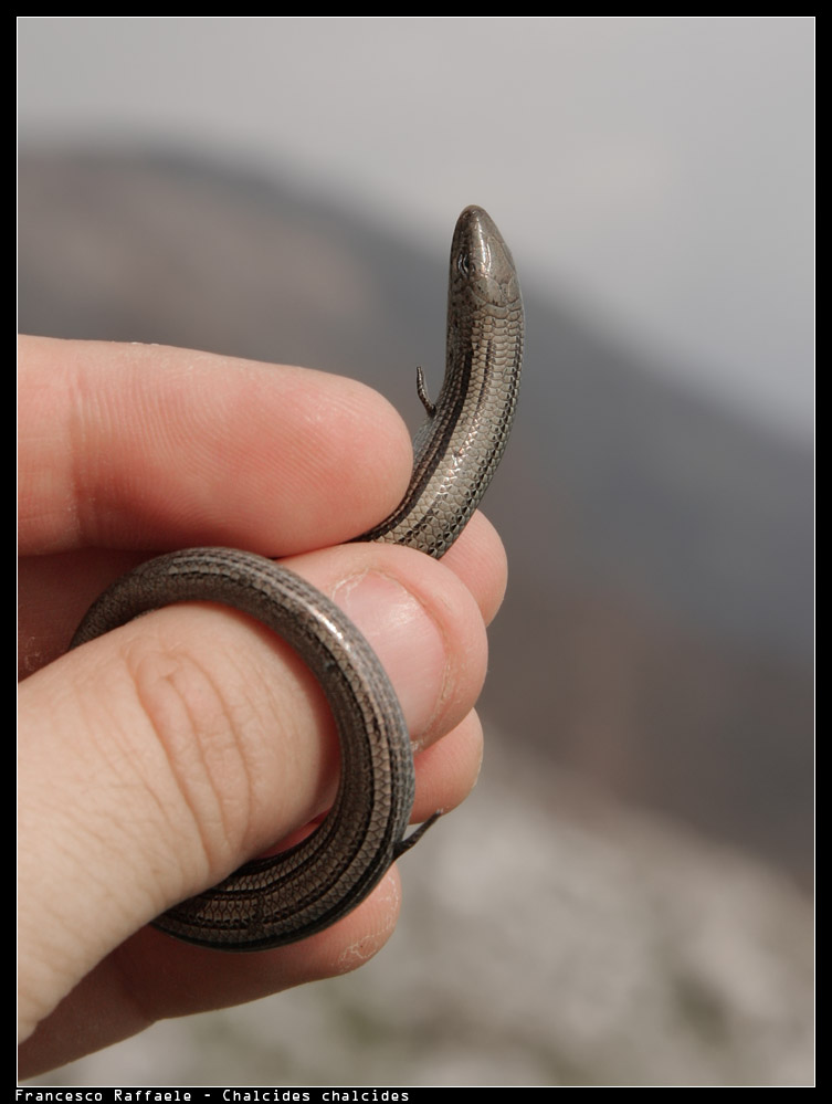 Luscengola (Chalcides chalcides)