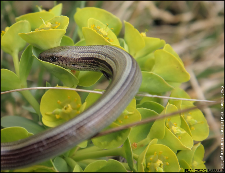 Luscengola (Chalcides chalcides)