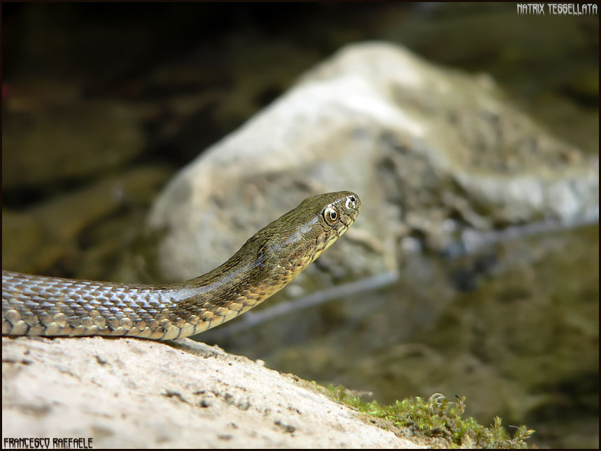 Natrix tessellata