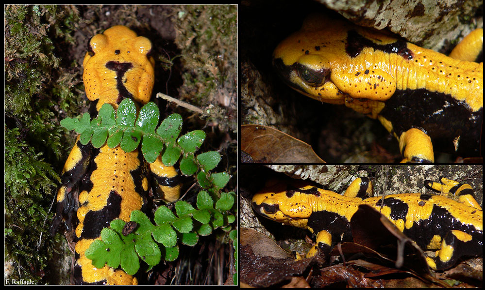 Salamandra pezzata