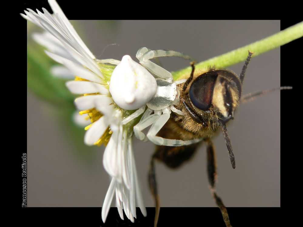 Thomiside con preda (Crab spider + bee)