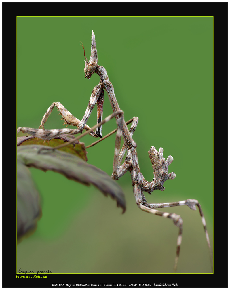 Empusa pennata