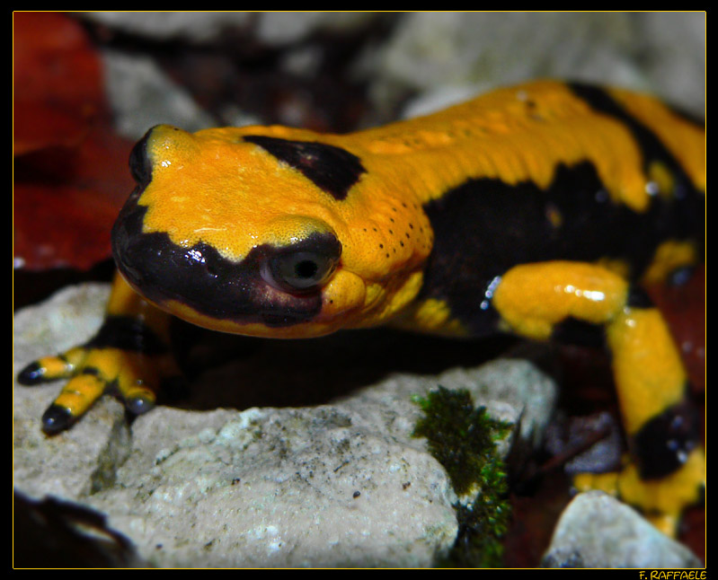 Salamandra pezzata