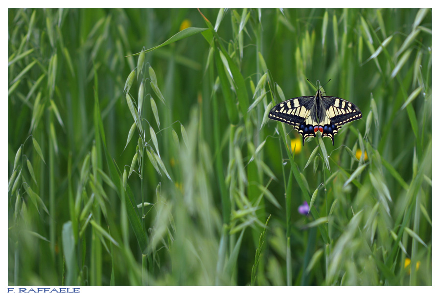 Papilio machaon