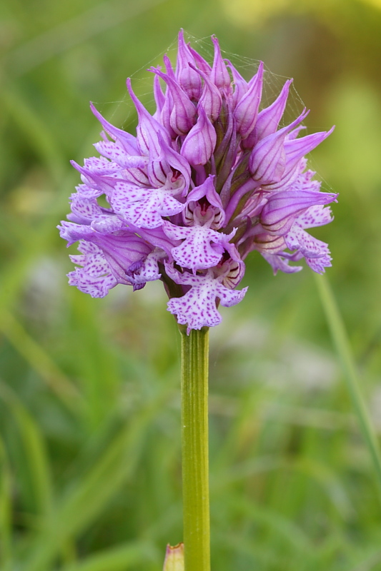 Orchis tridentata??