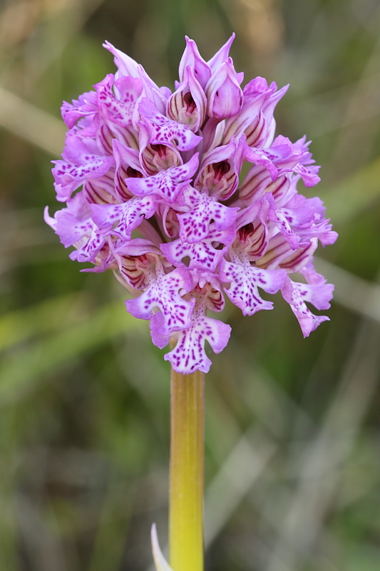 Orchis tridentata??