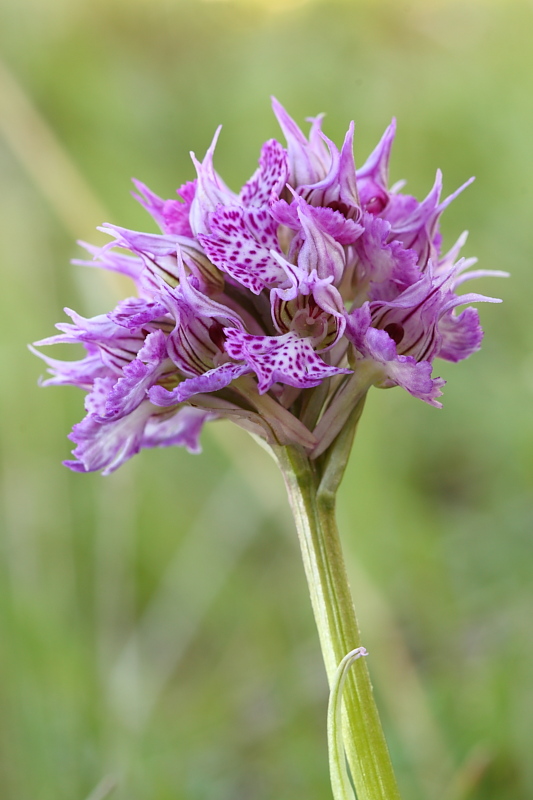 Orchis tridentata??