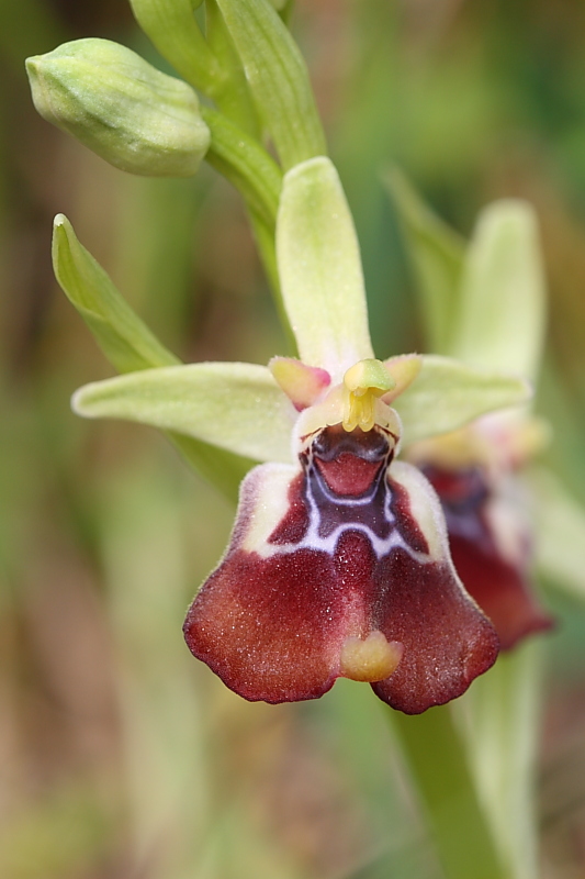 Ophrys oxyrrhynchos e company