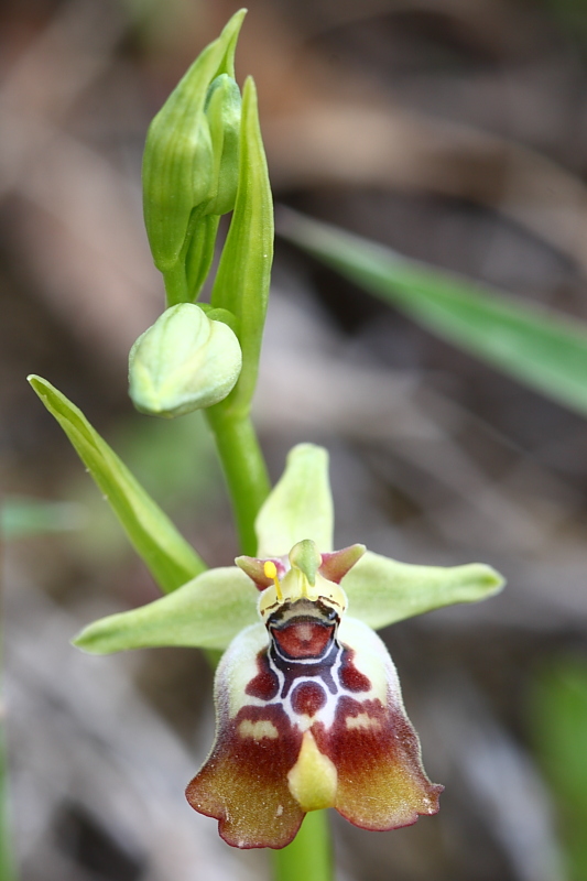 Ophrys oxyrrhynchos e company