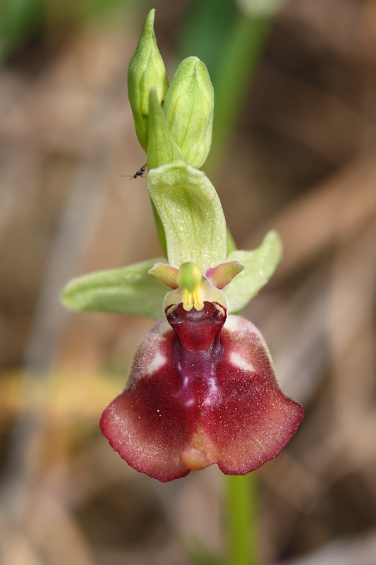 Ophrys oxyrrhynchos e company