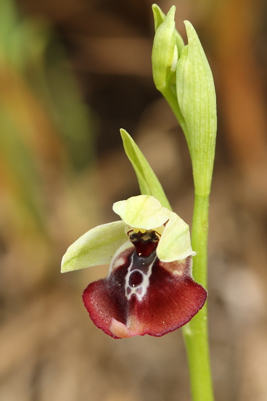 Ophrys oxyrrhynchos e company