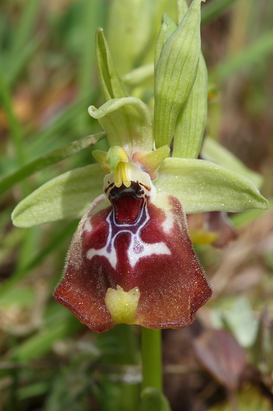 Ophrys oxyrrhynchos e company