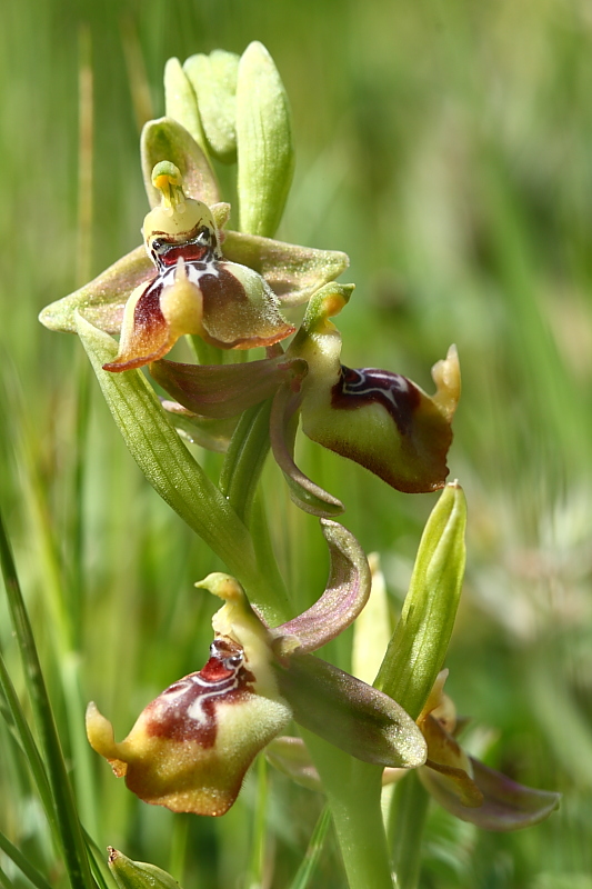 Ophrys oxyrrhynchos e company