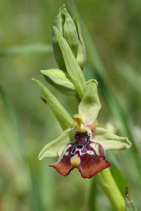 Ophrys oxyrrhynchos e company