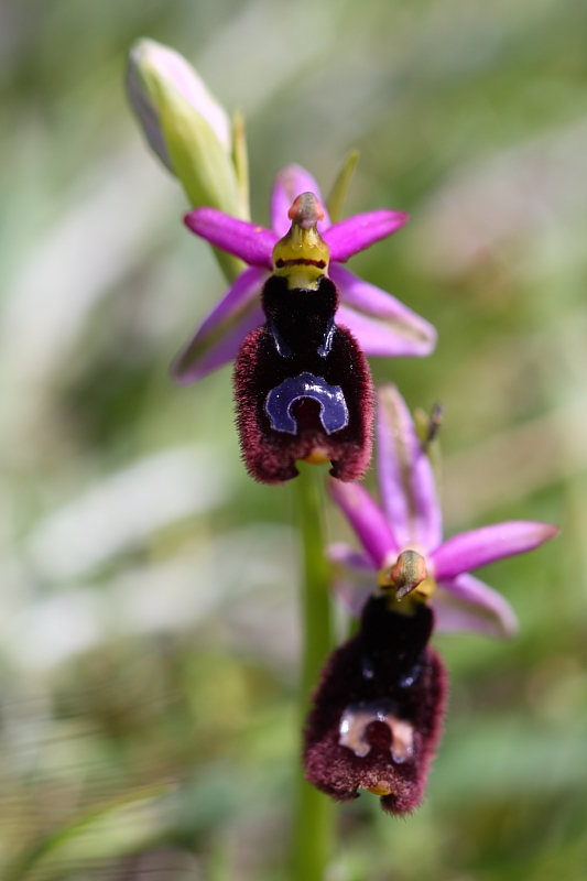 Ophrys bertolonii ????