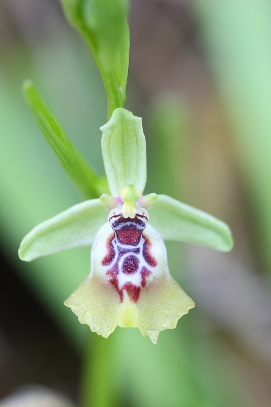 Ophrys oxyrrhynchos e company