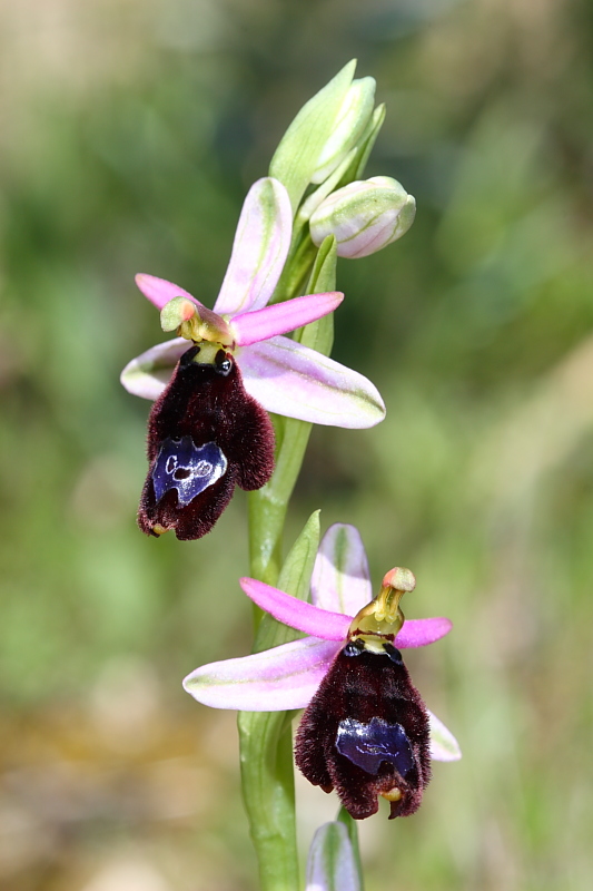 Ophrys explanata ??