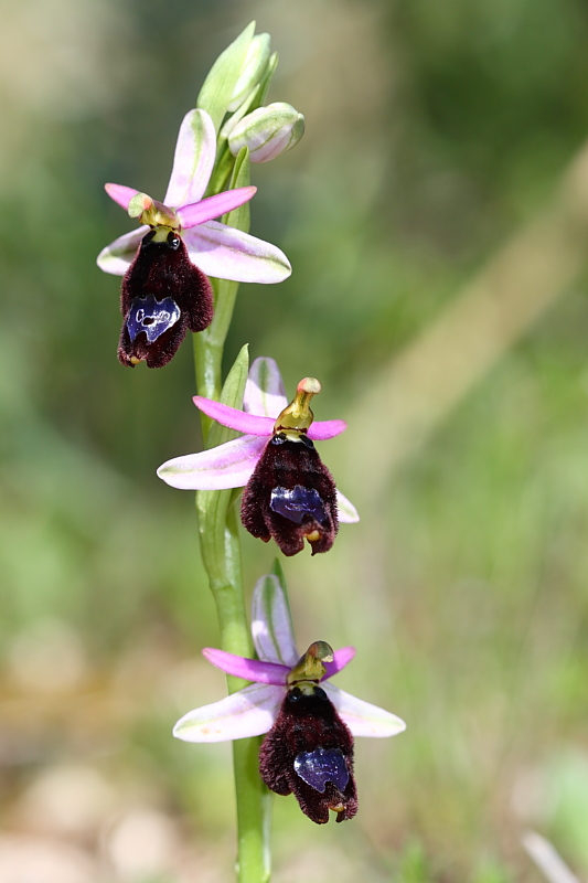 Ophrys explanata ??