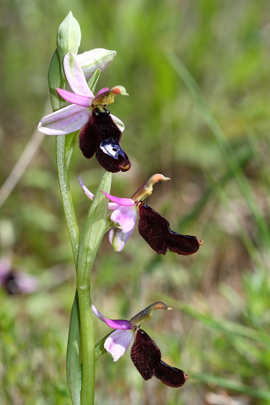 Ophrys explanata ??