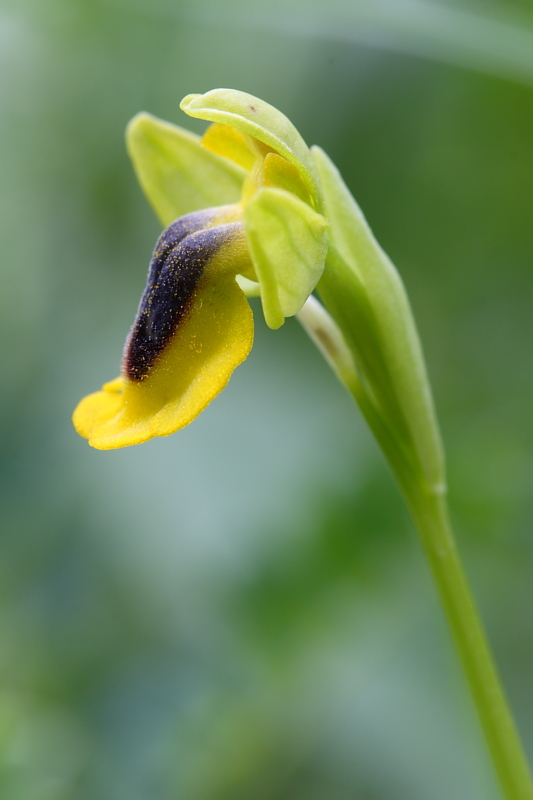 Ophrys phryganae ???