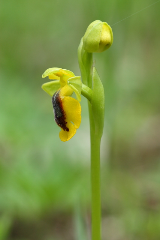 Ophrys phryganae ???