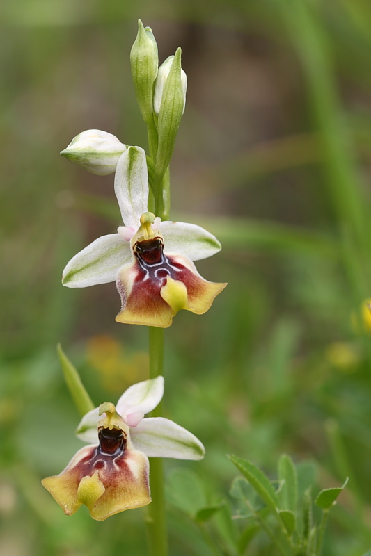 Ophrys oxyrrhynchos? non ne sono sicuro