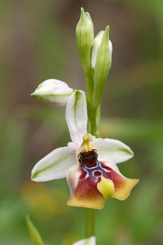 Ophrys oxyrrhynchos? non ne sono sicuro