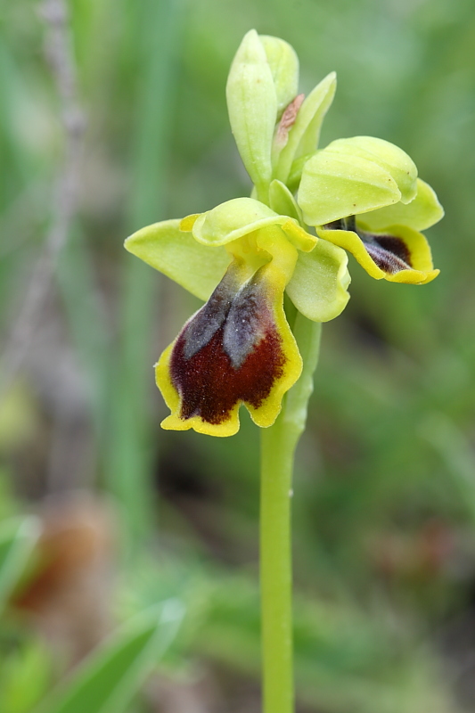 Ophrys phryganae ???