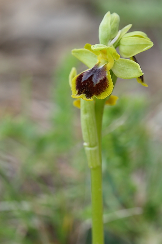 Ophrys phryganae ???