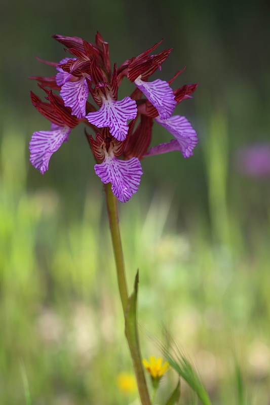 Anacamptis papilionacea subsp. grandiflora o ibrido?