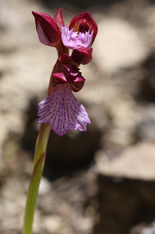 Anacamptis papilionacea subsp. grandiflora o ibrido?