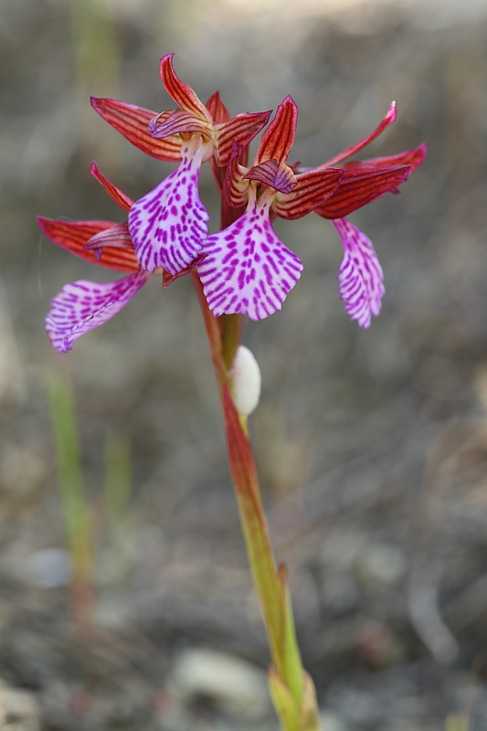 Anacamptis papilionacea subsp. grandiflora o ibrido?