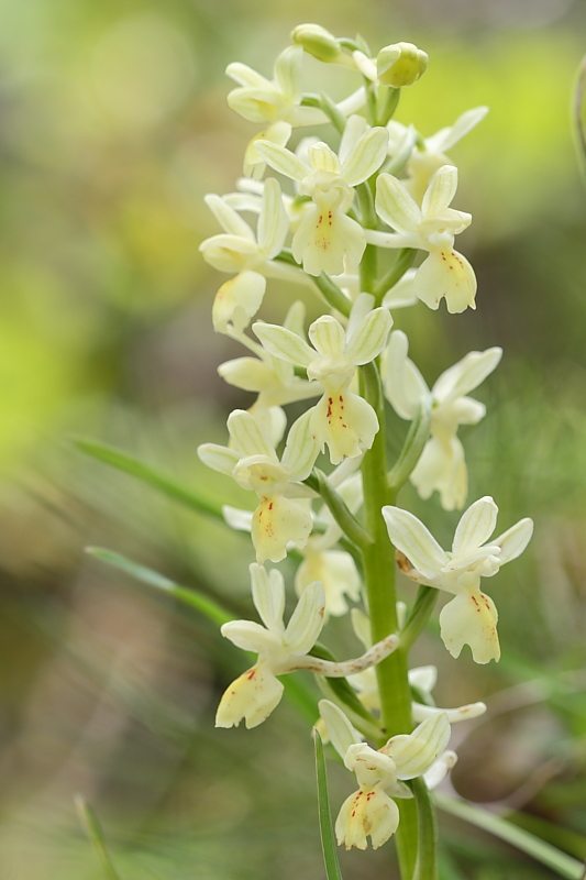 Orchis provincialis o sambucina?