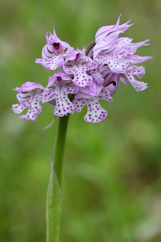 Neotinea tridentata