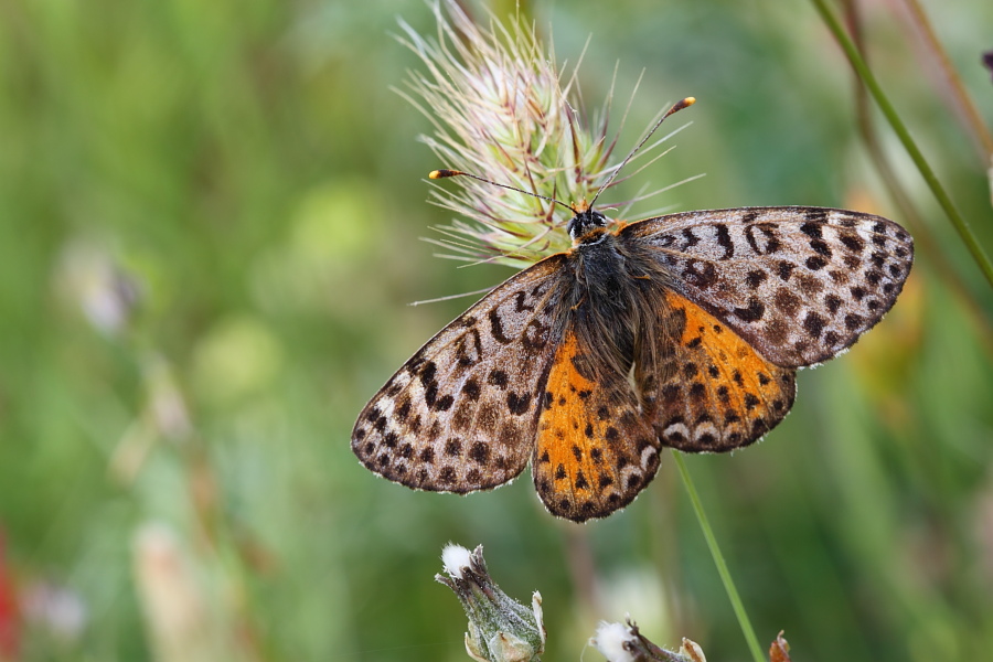 da identificare 2 : Melitaea didyma f & m