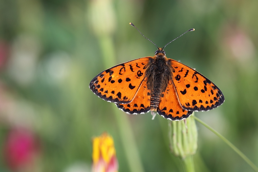 da identificare 2 : Melitaea didyma f & m