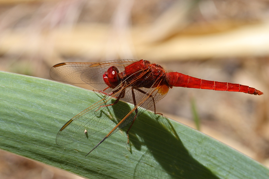 identificazione -Crocothemis erythraea (maschio)