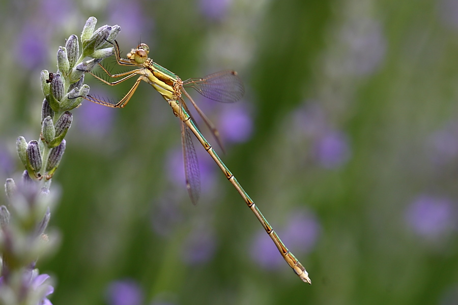 Lestes dryas? maschio o femmina? - No L. barbarus